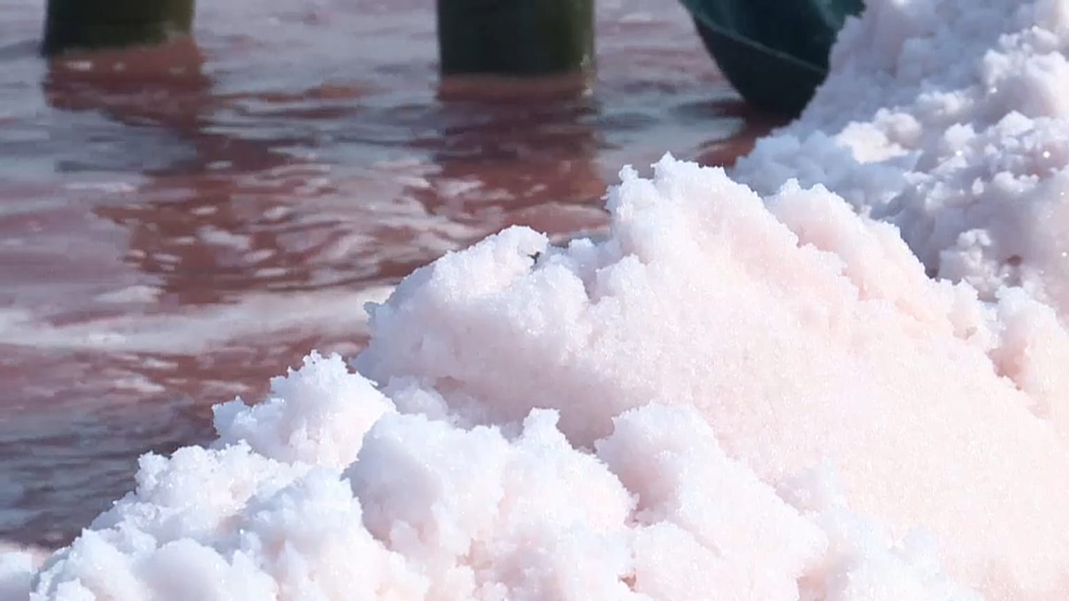 La fleur de sel aime la canicule