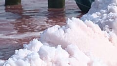 La fleur de sel aime la canicule