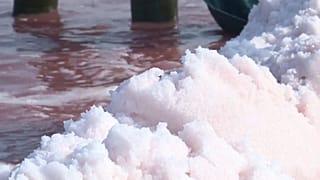 La fleur de sel aime la canicule