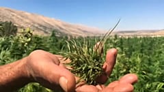 شاهد: باحثون لبنانيون يدرسون نبتة الحشيش لغايات طبية 