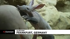 "Memphis" lässt die Sau raus