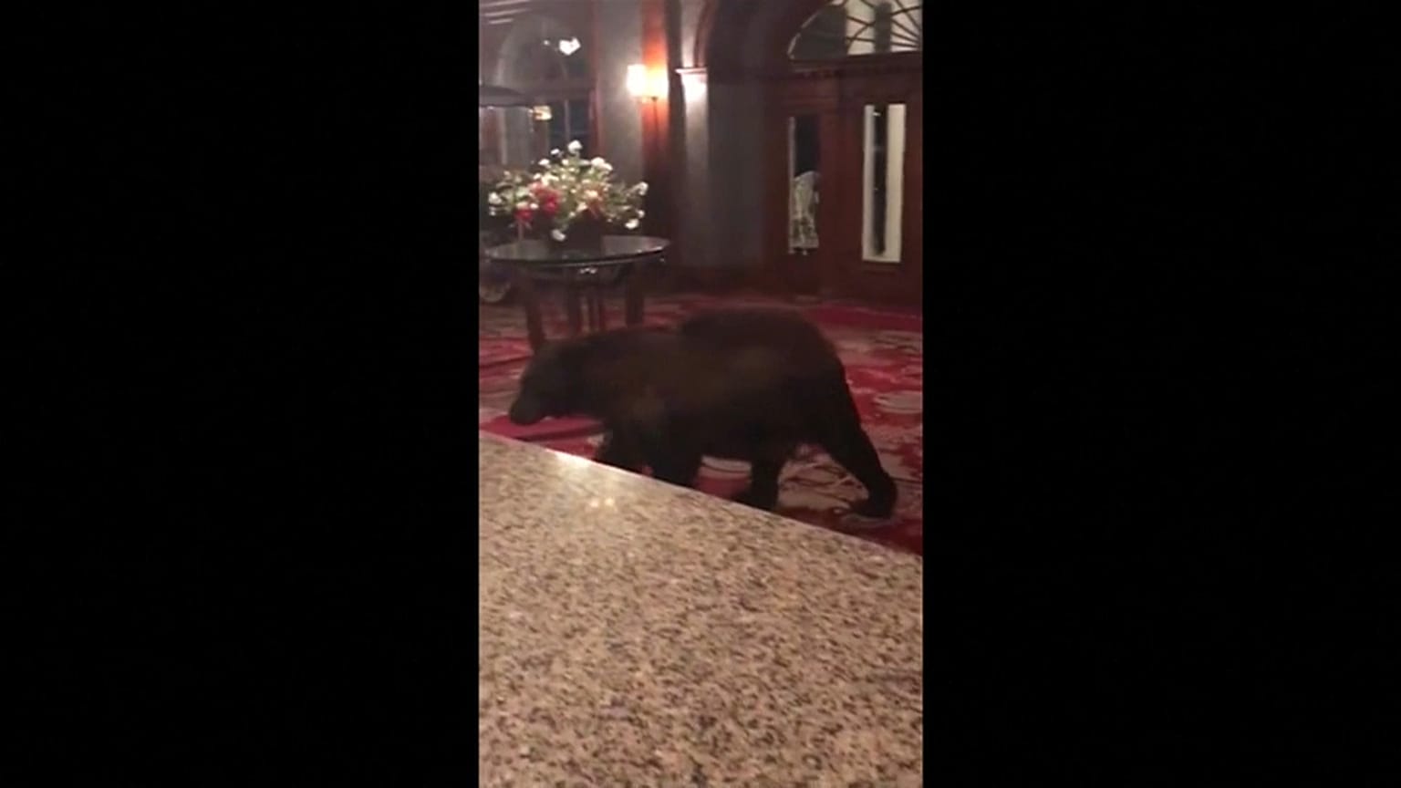 شاهد : دب فضولي يتجول في أحد فنادق كولورادو