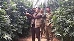 کشت انبوه ماری‌جوانا در دنا؛ ماجرا به چه زمانی برمی‌گردد؟