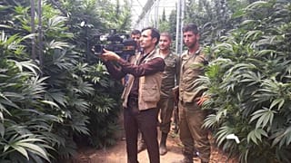 کشت انبوه ماری‌جوانا در دنا؛ ماجرا به چه زمانی برمی‌گردد؟