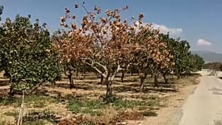 Ελλάδα: Κακή χρονιά για το φυστίκι Αιγίνης
