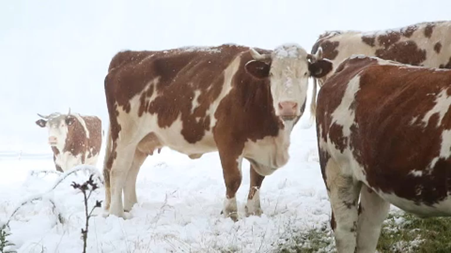 40 Zentimeter Neuschnee in Teilen Österreichs und Bayerns