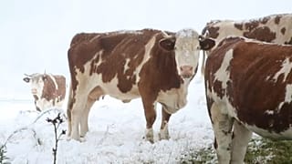 30 centiméter  hó esett az Alpokban
