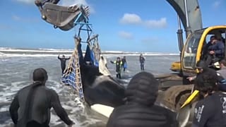 Megmentettek egy kardszárnyú delfint