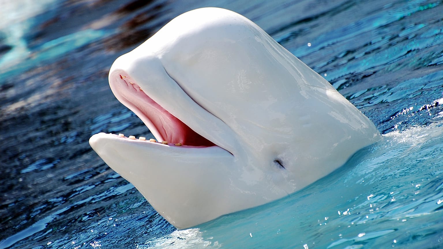 Las ballenas beluga y las narvales también tienen la menopausia