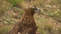 Falconry: A very ancient tradition in Kazakhstan