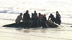 Argentinos unem-se no salvamento de orcas em Mar del Ajo