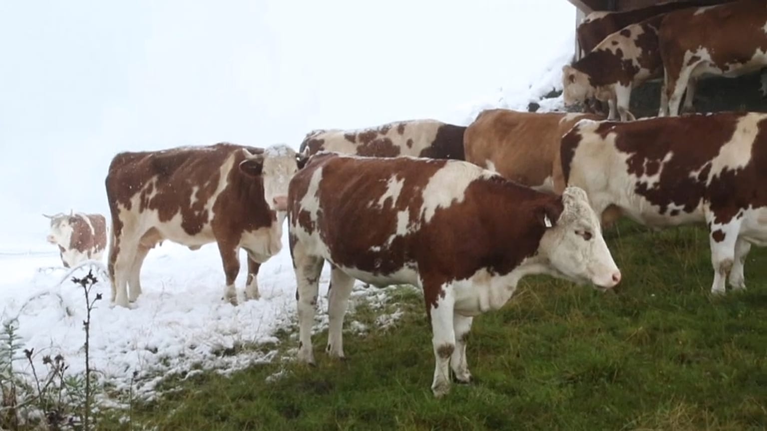 Austria: dopo il caldo record, ecco la neve