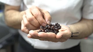Ameisen-Kaviar: Insekten-Imbiss für zwischendurch