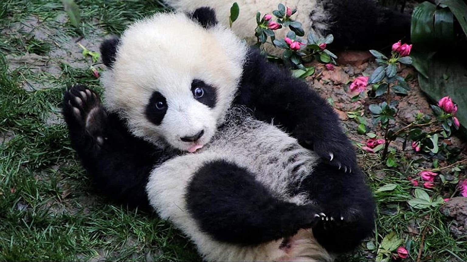 A Vienna la nuova star è un panda-pittore