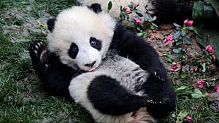 A Vienna la nuova star è un panda-pittore