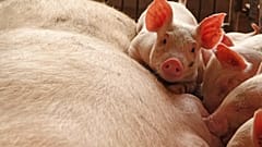 La FAO alerta de una posible propagación de la peste porcina desde China