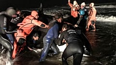 Watch: Whale washed up on beach returned to the ocean