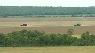 Recorde de produção de soja ameaça savana tropical do Cerrado