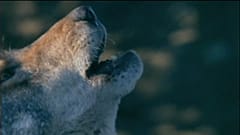 Wolf debate bites at Brussels