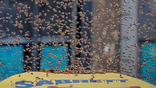 Watch: Thousands of bees swarm hot dog stand in New York