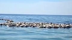 Watch: Hundreds of turtles killed after being trapped in fishing net