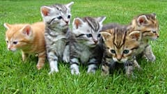 Aldeia neozelandesa quer banir gatos