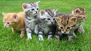 Aldeia neozelandesa quer banir gatos