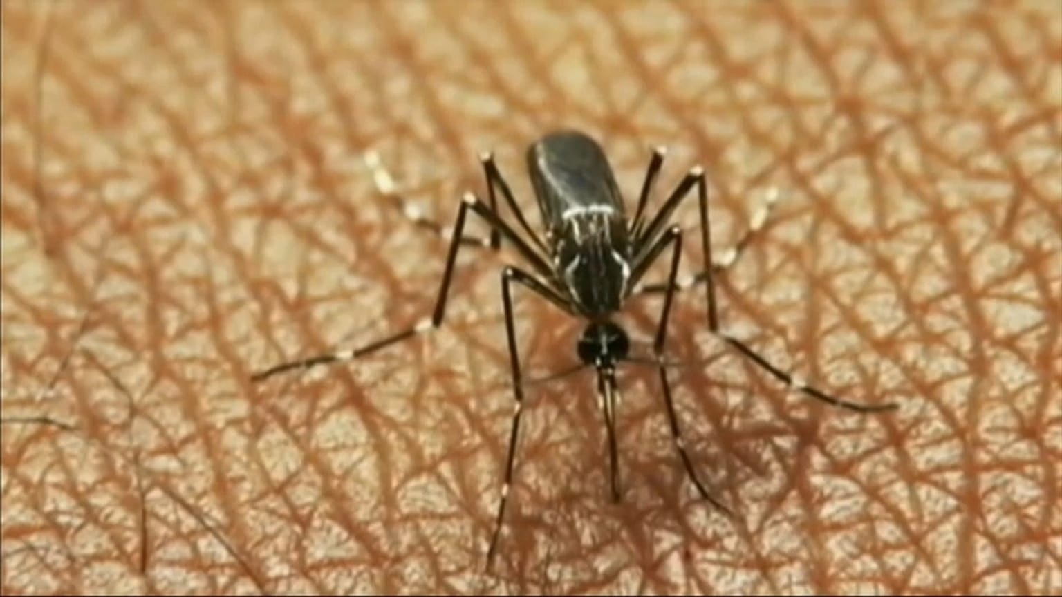 Febbre del Nilo: è record di contagi. In Italia 13esima vittima