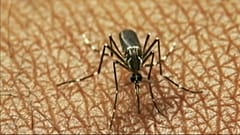 Febbre del Nilo: è record di contagi. In Italia 13esima vittima