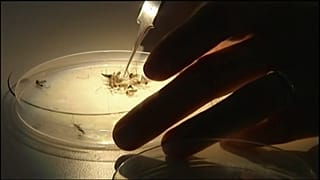 Смерть с комариный укус