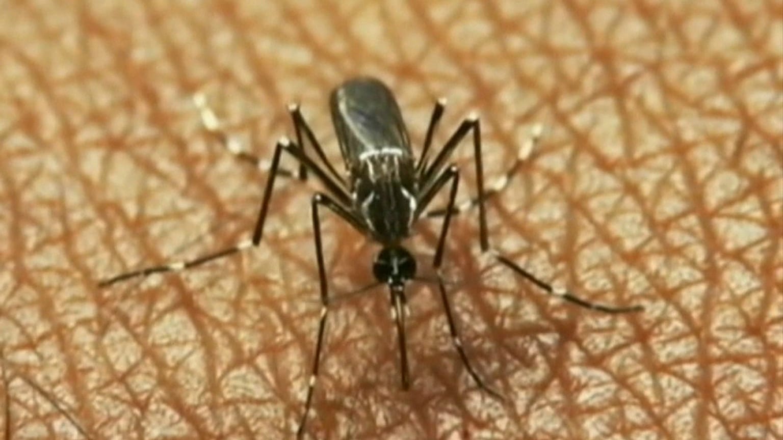 16 muertos en Grecia por el virus del Nilo occidental