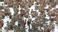 Mistério da biodiversidade nas mãos da Fundação Champalimaud