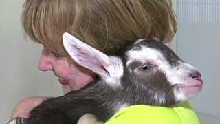 Cabras preferem pessoas felizes