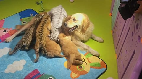 La peculiar familia de un zoo de Pekín