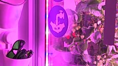 Startup cultiva morangos com luzes LED no centro de Paris
