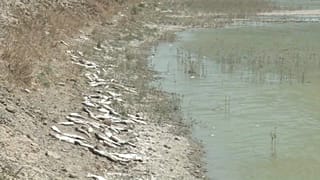 В Басре опасаются вспышки холеры 