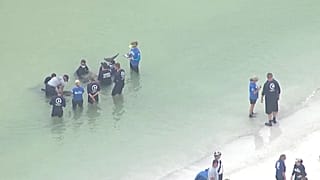 Watch: Rescuers save distressed pygmy killer whales off Florida coast