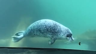 Watch: Seal and butterfly play inter-species game at aquarium