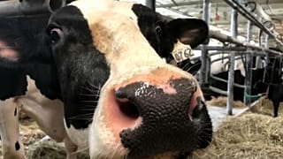 Es geht um die Milch: USA und Kanada ringen um NAFTA