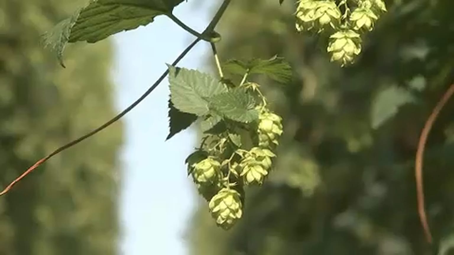 30%-kal kevesebb a komló Csehországban