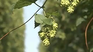 30%-kal kevesebb a komló Csehországban