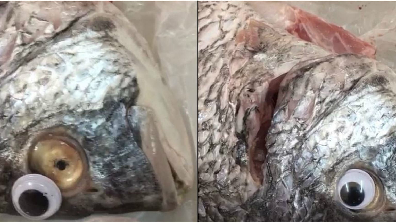 Taze görünmeleri için balıklara sahte göz takan balıkçı kapatıldı