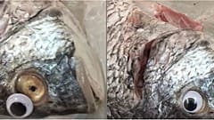 Taze görünmeleri için balıklara sahte göz takan balıkçı kapatıldı