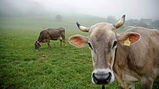 Come la siccità ha gettato gli agricoltori europei nella disperazione