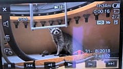 Wildnis Berlin: Polizei auf Waschbär-Jagd