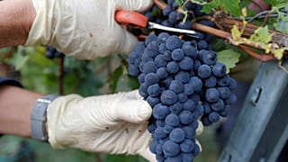 Paris se met à l'heure des vendanges