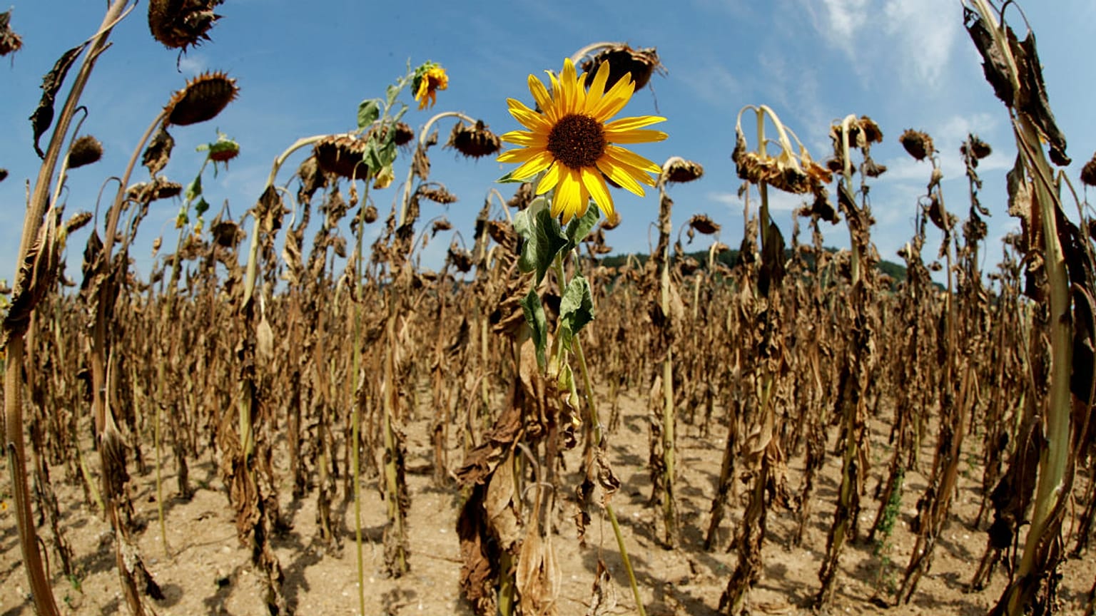 Dried-out sunflowers 