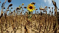 Dried-out sunflowers 