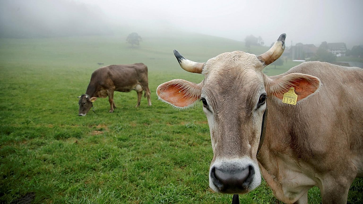 Sécheresse : une tragédie pour les agriculteurs européens