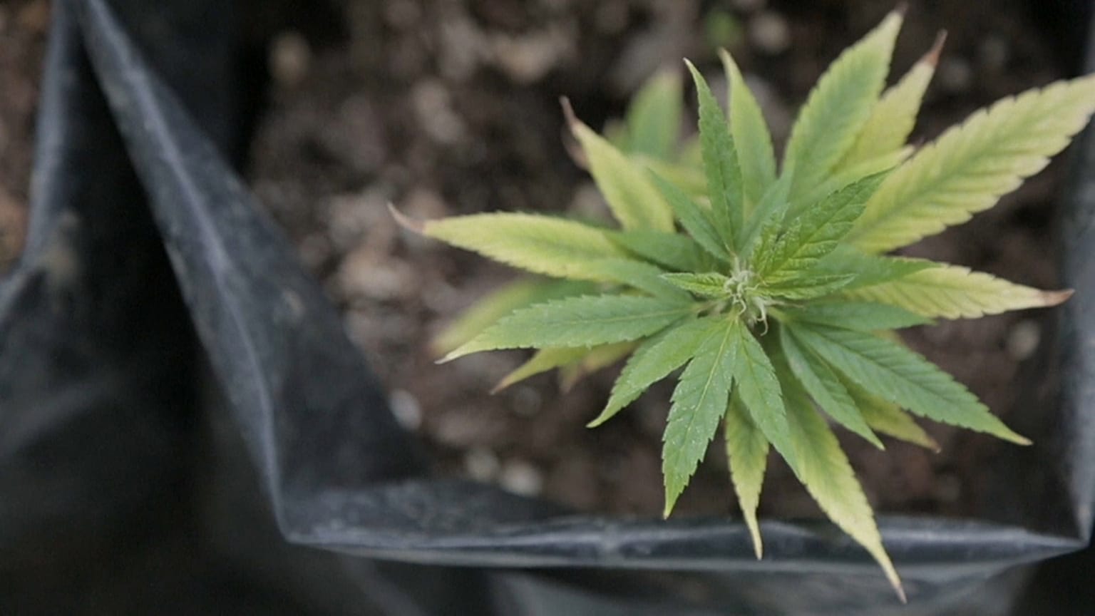 La yerba mate con cannabis florece en Uruguay